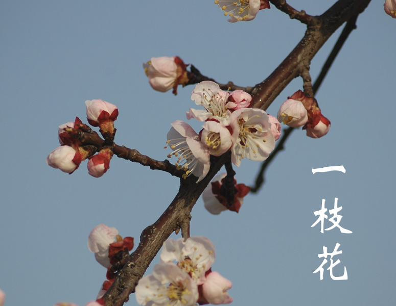 杏花开了