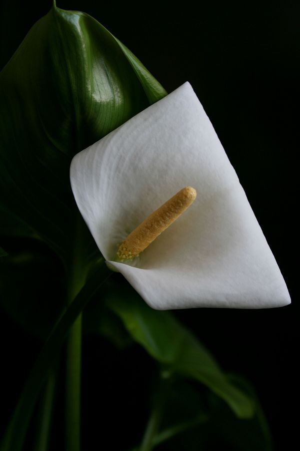 小小马蹄莲