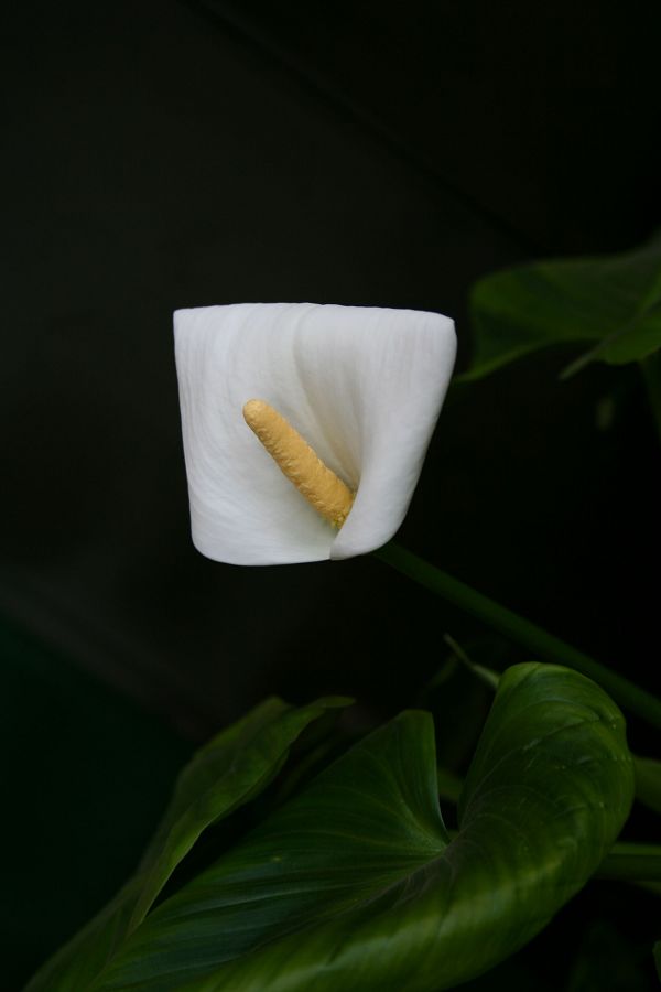 小小马蹄莲
