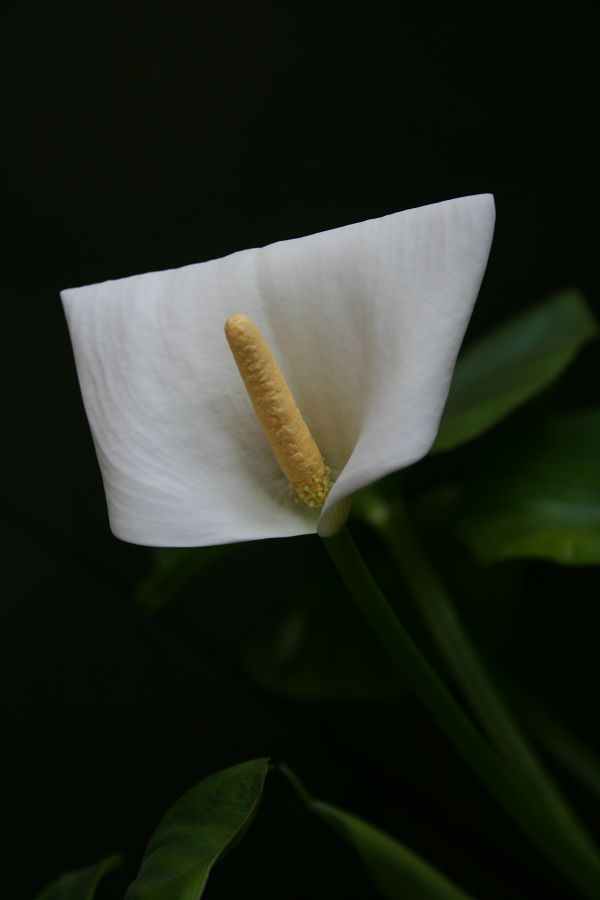 小小马蹄莲
