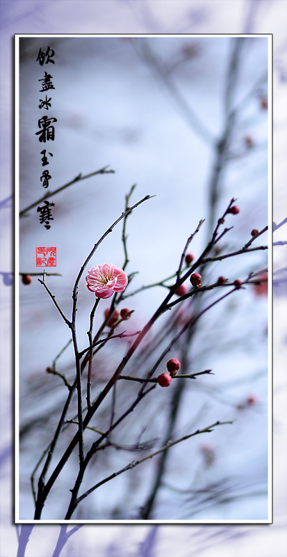 问梅