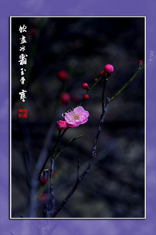 问梅