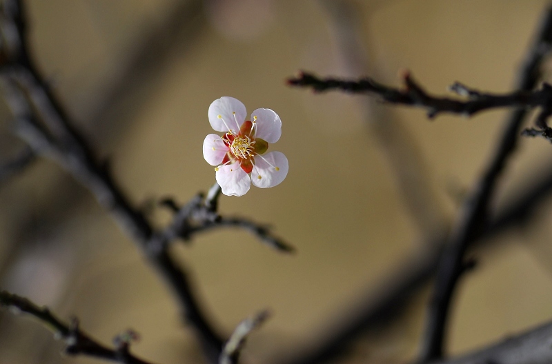 一枝春
