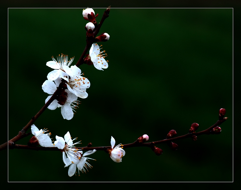 碟  花