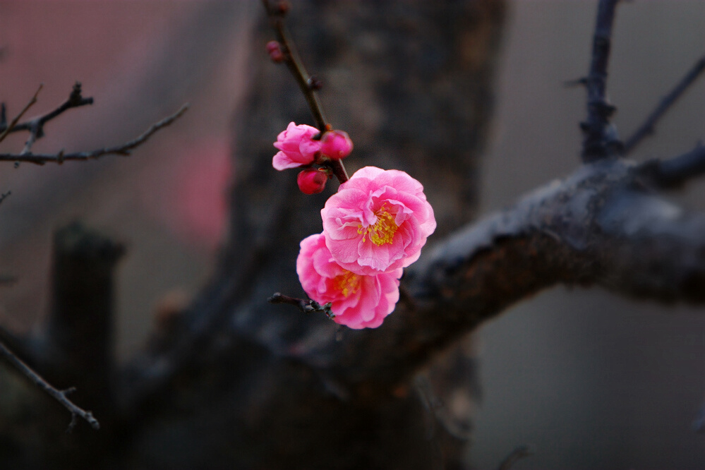 春花小片一组