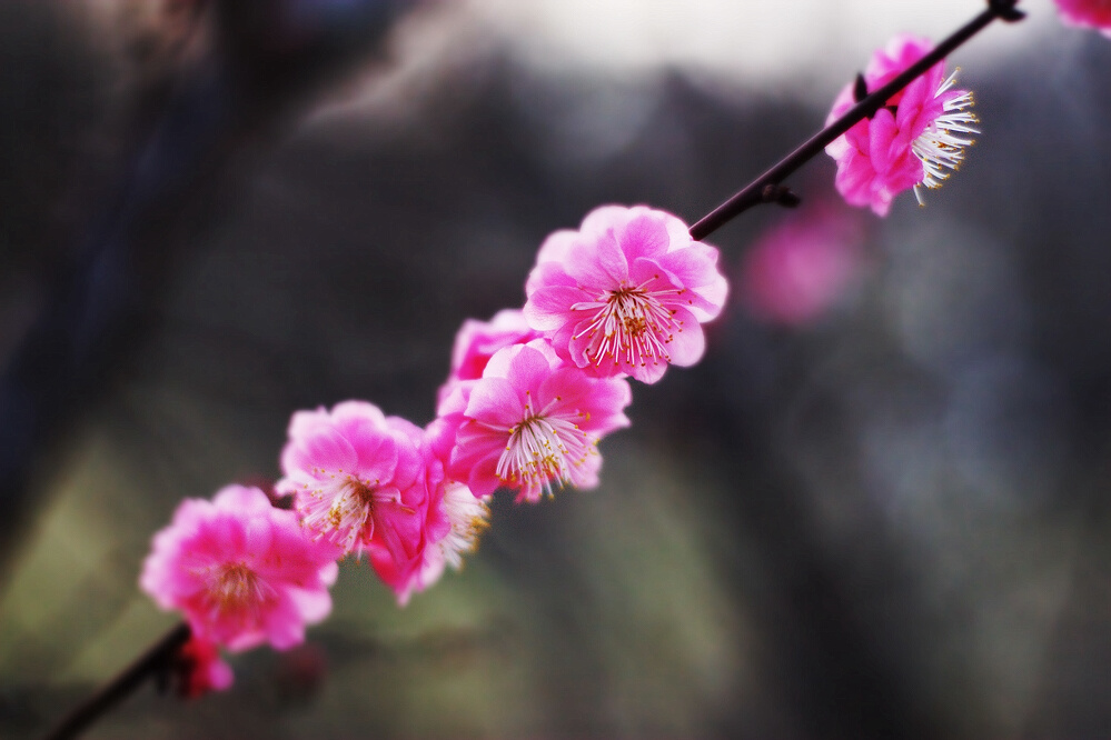 春花小片一组