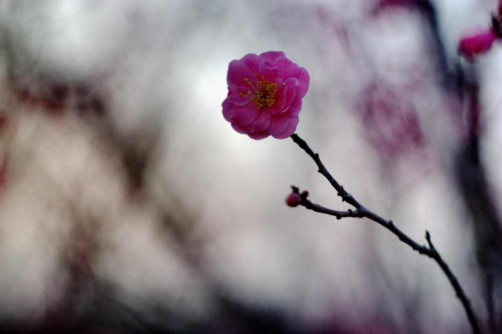 春花小片一组