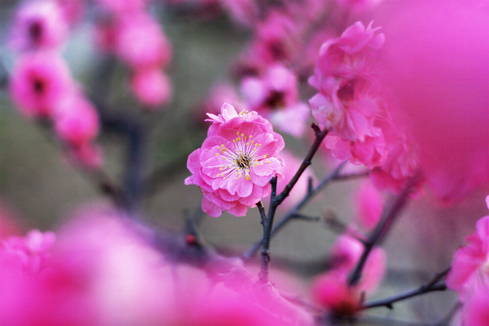 春花小片一组