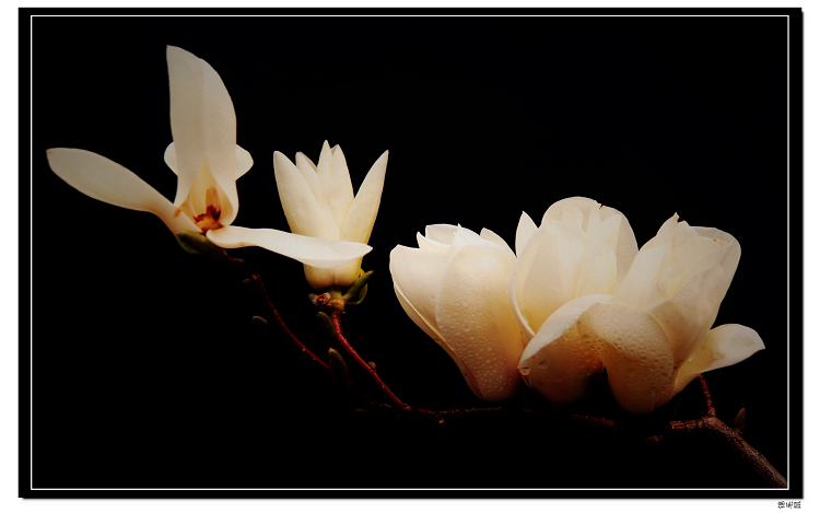 花（新手上路）