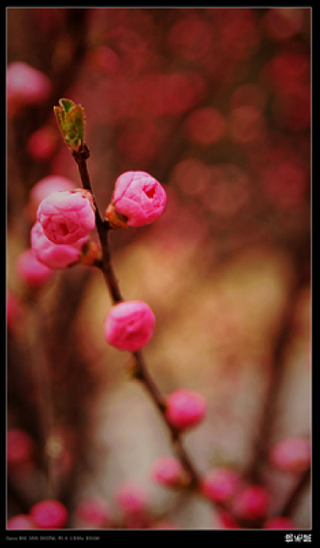 花（新手上路）