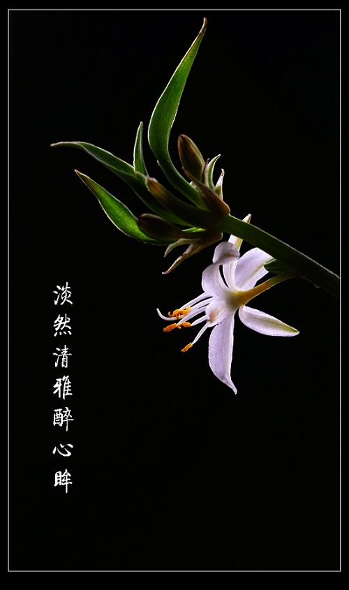 葱翠浓情绽碧幽，办公室一朵醉人的吊兰花