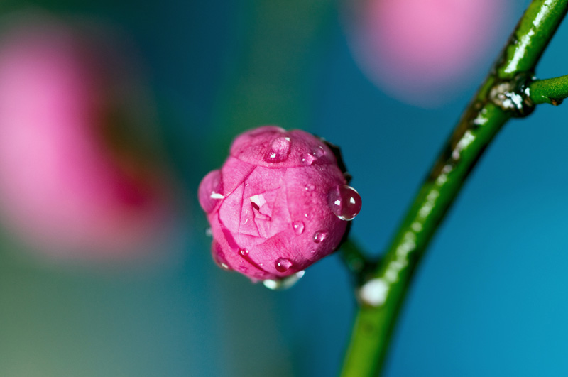梅花开了