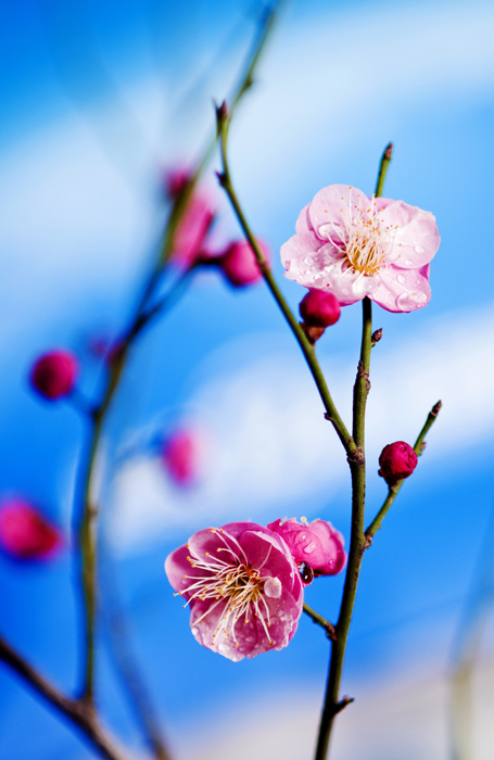 梅花开了