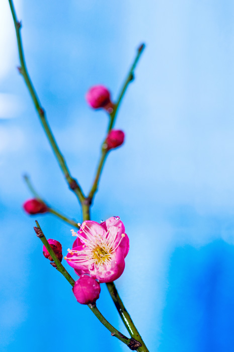 梅花开了