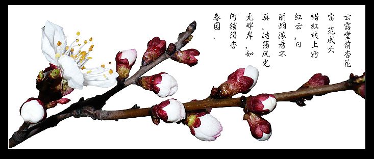 初来乍到，发几张下班路上拍的杏花