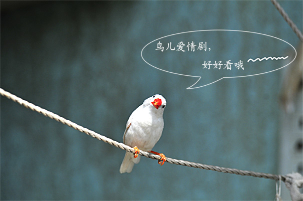 爱情鸟