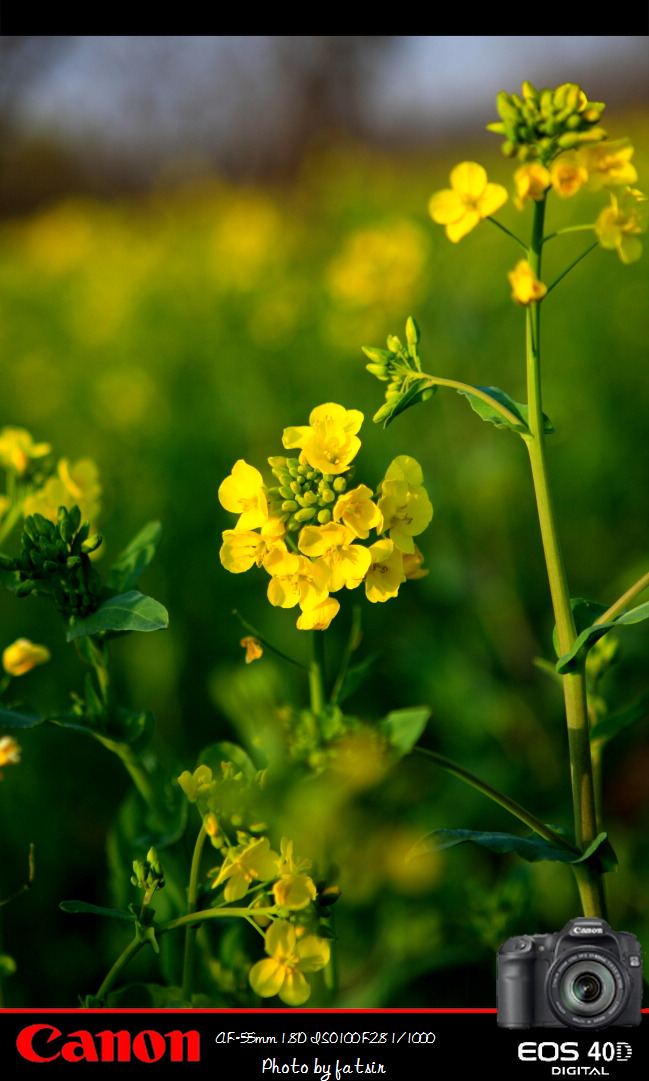 [原创]油菜花儿开