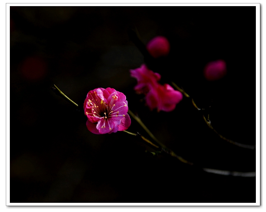 一树梅花一树春