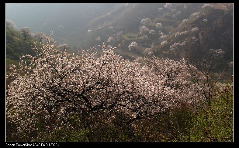 野山春意闹