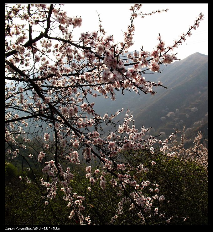 野山春意闹