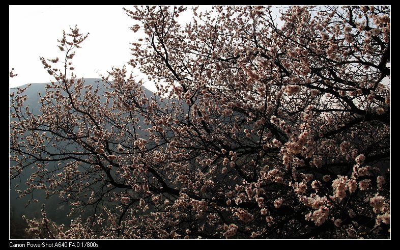 野山春意闹