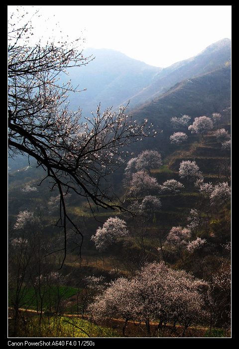 野山春意闹