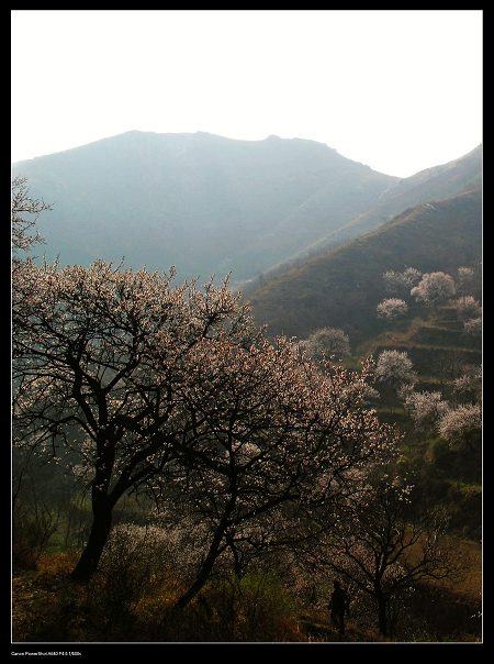 野山春意闹
