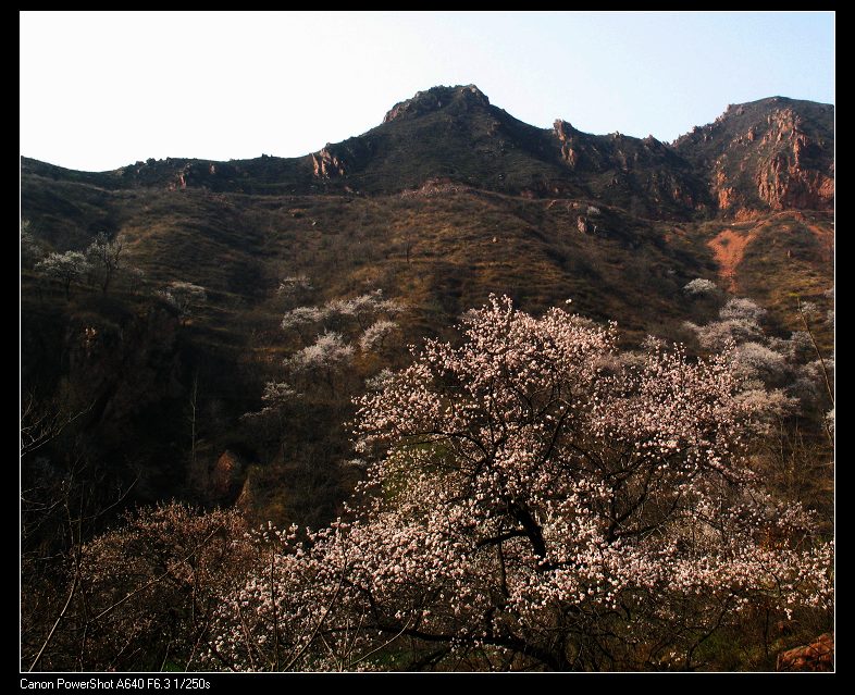 野山春意闹