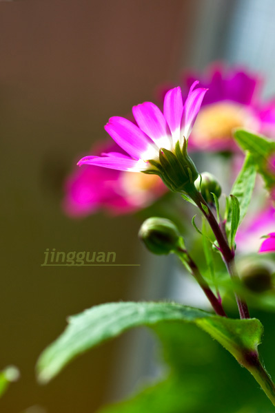 瓜叶菊