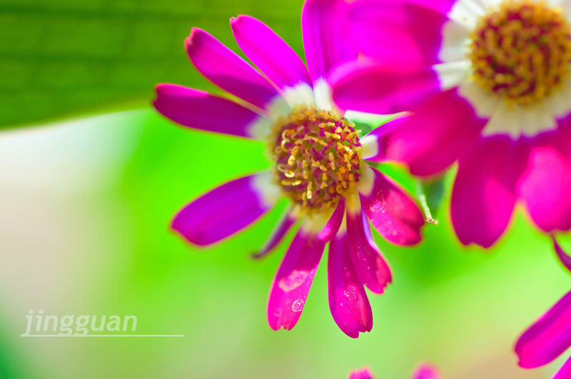 瓜叶菊