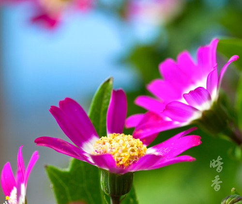 瓜叶菊
