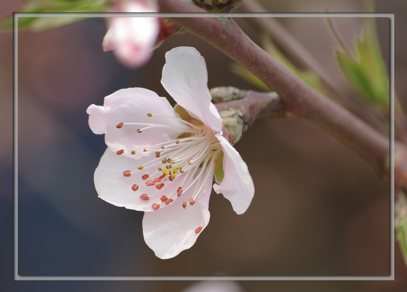 [原创]三月桃花开
