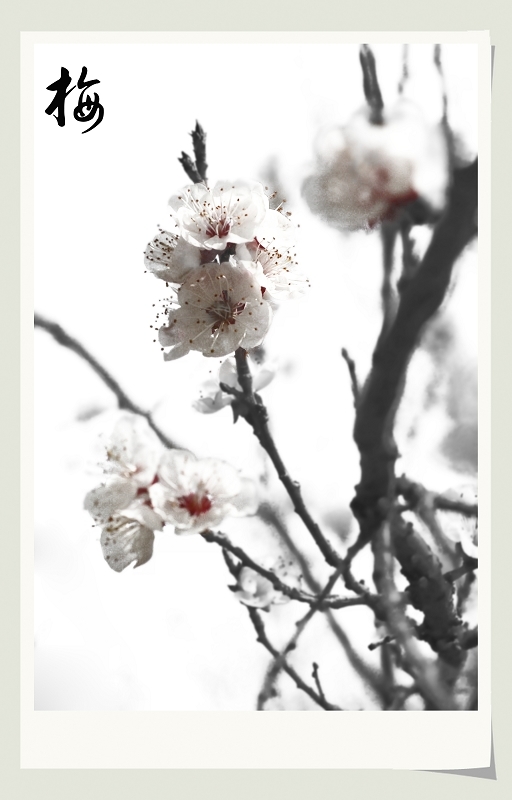小花一张