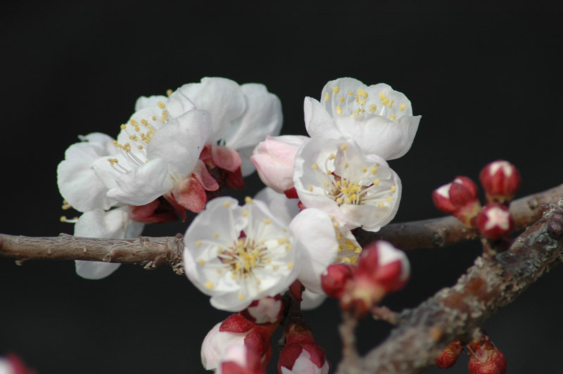 发两张杏花的片，请老师指导
