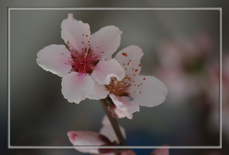 [原创]映面桃花