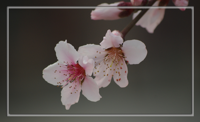 [原创]映面桃花