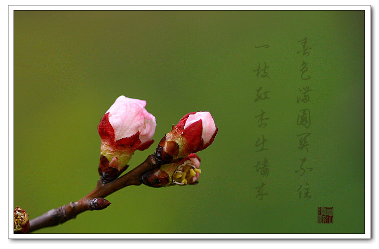 杏花惹人醉