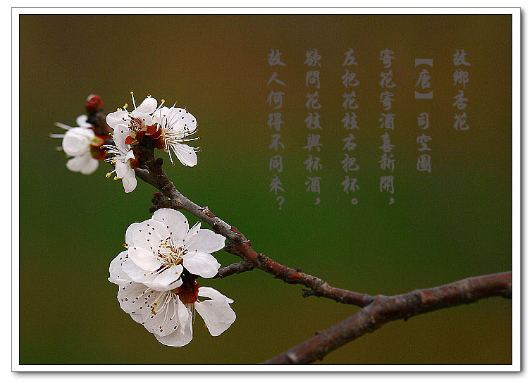 杏花惹人醉