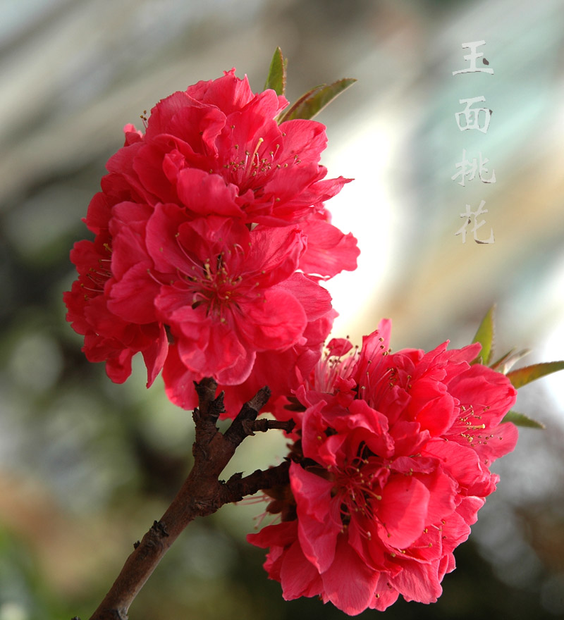 油桃花