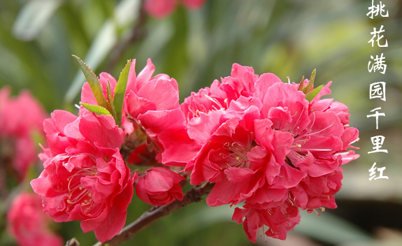 油桃花