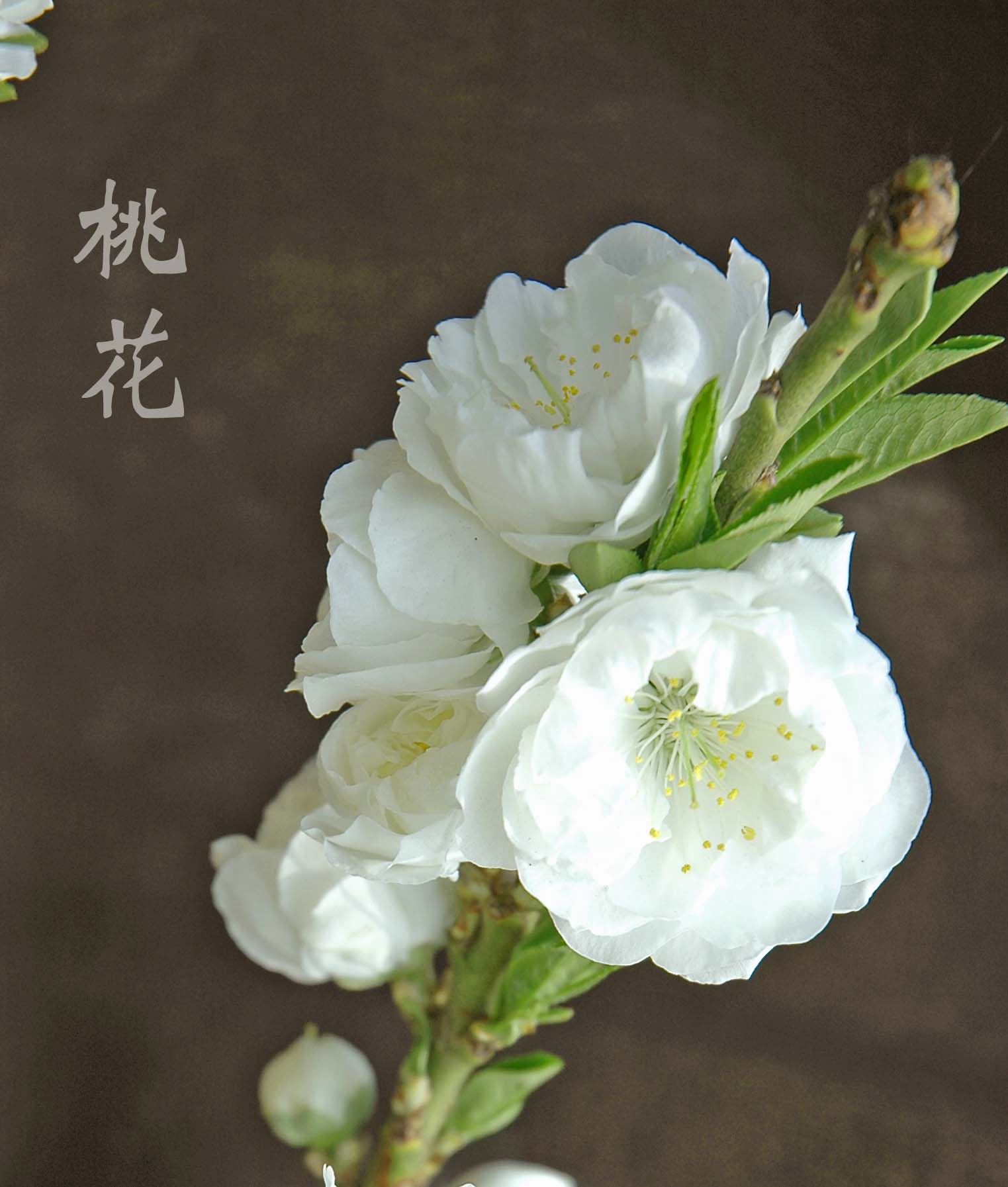 油桃花