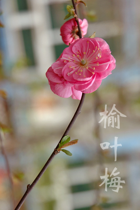 榆叶梅开了