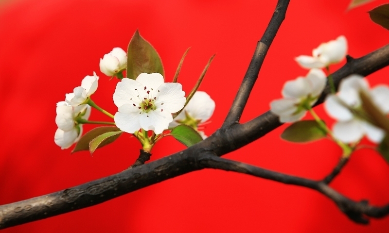花开三月三