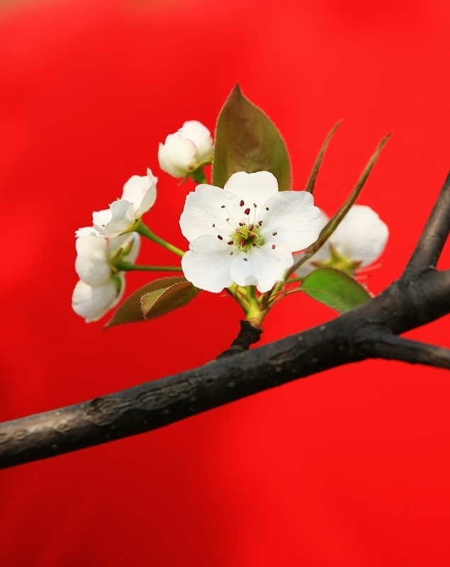 花开三月三