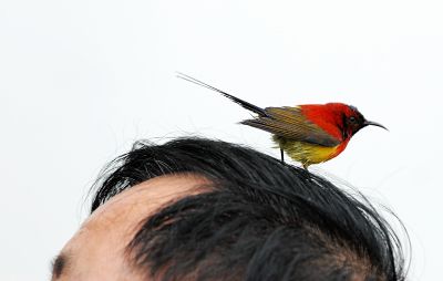 自留地里训鸟人