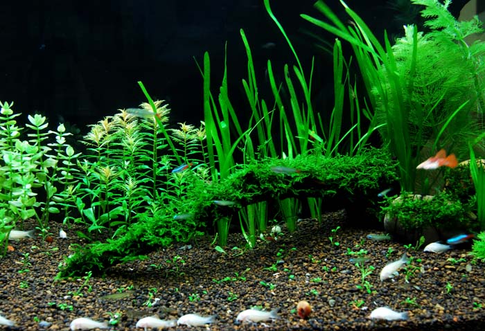 摄影新手家的水族馆