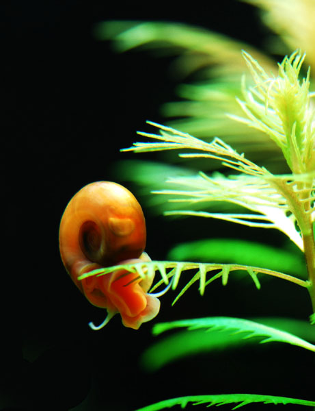 摄影新手家的水族馆