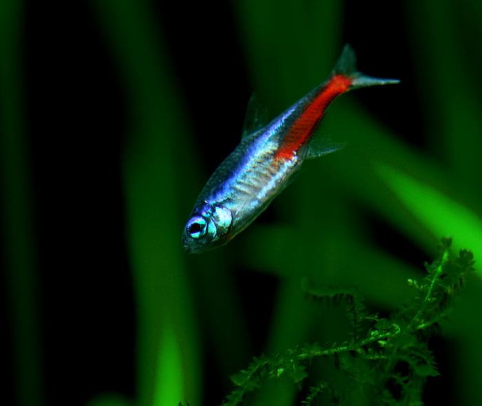 摄影新手家的水族馆
