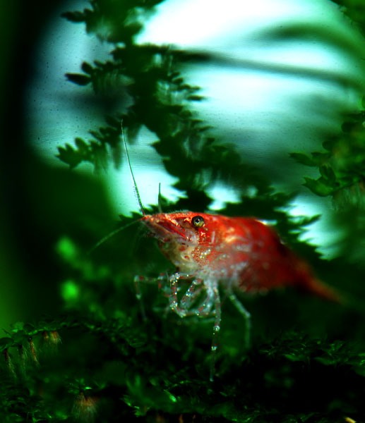 摄影新手家的水族馆