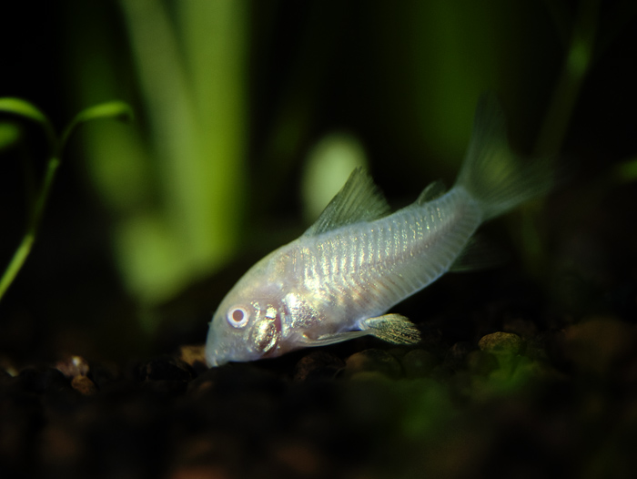 摄影新手家的水族馆